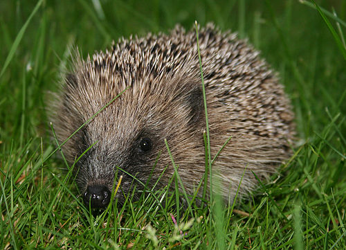 The Elegance of the Hedgehog